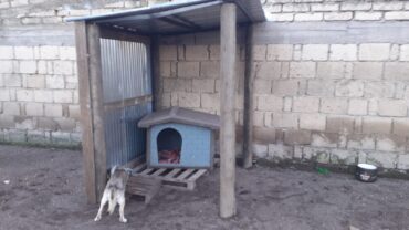 napoli-gez-cani-a-catena-liberati-9