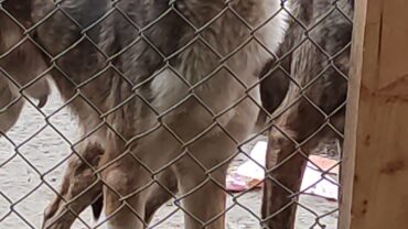 novara-gez-5-cani-adulti-e-10-cuccioli-1