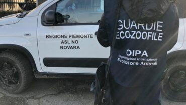 novara-gez-5-cani-adulti-e-10-cuccioli-10