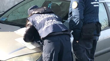 novara-gez-5-cani-adulti-e-10-cuccioli-12