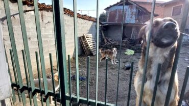 novara-gez-5-cani-adulti-e-10-cuccioli-14
