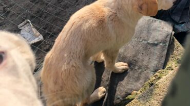 novara-gez-5-cani-adulti-e-10-cuccioli-2