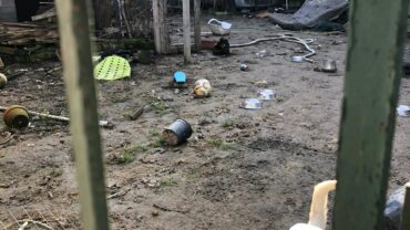 novara-gez-5-cani-adulti-e-10-cuccioli-6