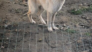 novara-gez-5-cani-adulti-e-10-cuccioli-7