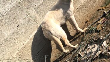 novara-gez-5-cani-adulti-e-10-cuccioli-8