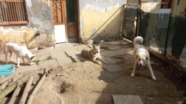 pavia-gez-sequestro-40-cani-e-7-gatti-2