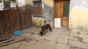 pavia-gez-sequestro-40-cani-e-7-gatti-6