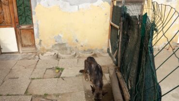 pavia-gez-sequestro-40-cani-e-7-gatti-7