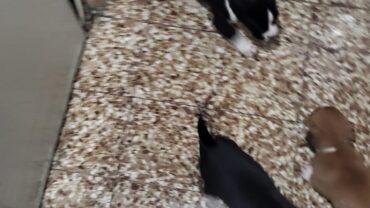 milano-gez-sequestro-cuccioli-amstaff-venduti-online-4