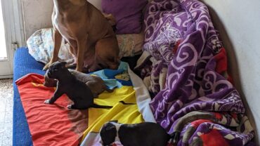 milano-gez-sequestro-cuccioli-amstaff-venduti-online-8