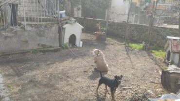 napoli-gez-cani-a-catena-liberati-9-2