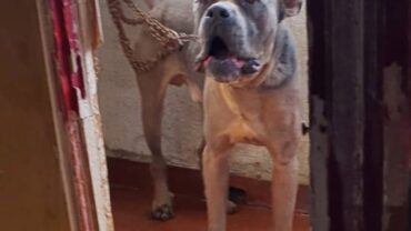 milano-gez-sequestro-cane-corso-3