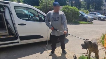 milano-gez-sequestro-cane-corso