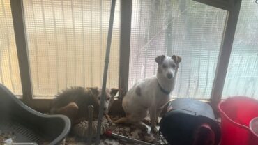 napoli-gez-salvataggio-3-cani-e-un-gatto-1