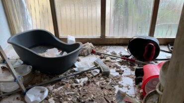 napoli-gez-salvataggio-3-cani-e-un-gatto-2