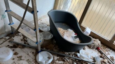 napoli-gez-salvataggio-3-cani-e-un-gatto-3