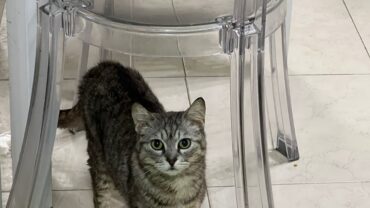 napoli-gez-salvataggio-3-cani-e-un-gatto-6