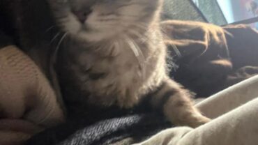 napoli-gez-salvataggio-3-cani-e-un-gatto-7