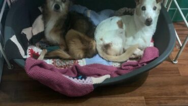napoli-gez-salvataggio-3-cani-e-un-gatto-8
