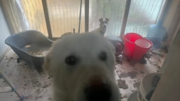 napoli-gez-salvataggio-3-cani-e-un-gatto-9