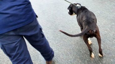 sequestro-pitbull-milano-1