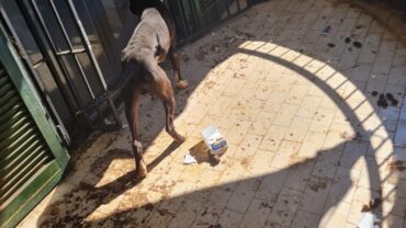 sequestro-pitbull-milano-2