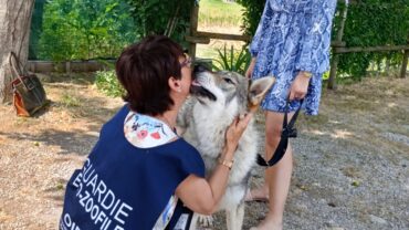 cremona-gez-salvataggio-lupo-cecoslovacco-spritz-15