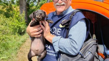 modena-gez-salvataggio-mamma-pit-con-cuccioli-6