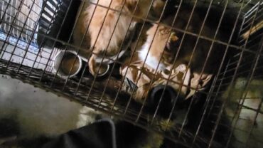 alessandria-gez-21-cani-sequestrat-i-6