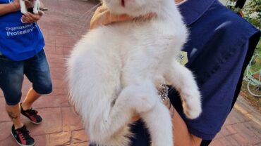 modena-gez-sequestro-gattini-1
