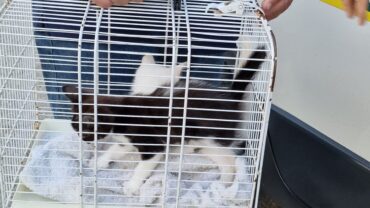 modena-gez-sequestro-gattini-11
