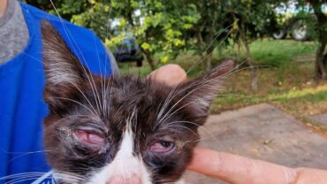 modena-gez-sequestro-gattini-12