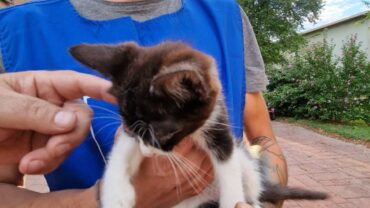 modena-gez-sequestro-gattini-13