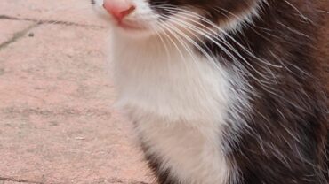 modena-gez-sequestro-gattini-6
