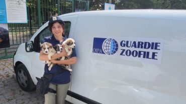 sequestro-cuccioli-alessandria-pavia-2