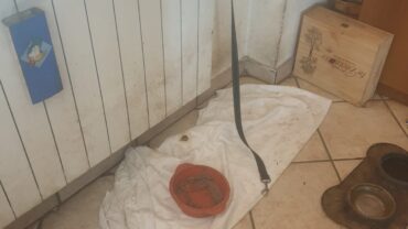 varese-gez-sequestro-cane-4