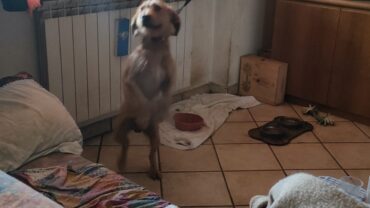 varese-gez-sequestro-cane-5