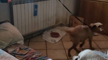 varese-gez-sequestro-cane-6
