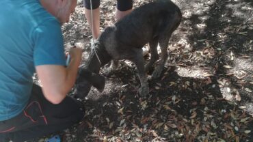 oristano-gez-cagnolina-anziana-prisca-5