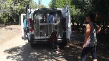 oristano-gez-cagnolina-anziana-prisca-8