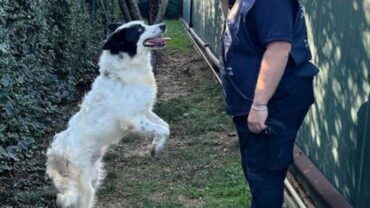 sequestro-zeus-cane-sul-balcone-5