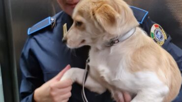 milano-sequestro-cucciolo-accattonaggio-2