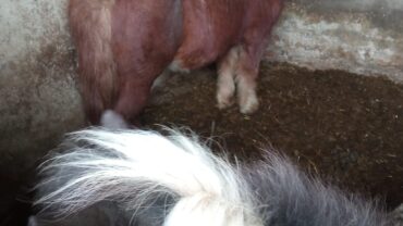 alessandria-gez-sequestro-cavalli-asini-4