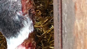 alessandria-gez-sequestro-cavalli-e-asini-13