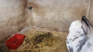 alessandria-gez-sequestro-cavalli-e-asini-8