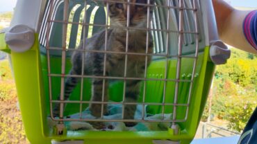 mimmo-gattino-guardie-oipa-catania-e-lucca-7