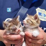 gattini con guardia zoofila
