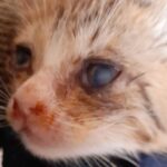 gattino con occhi malati