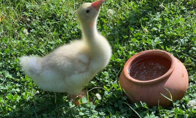 PULCINO DI OCA IN PERICOLO DI VITA SALVATO DALLE GUARDIE ZOOFILE OIPA DI NAPOLI