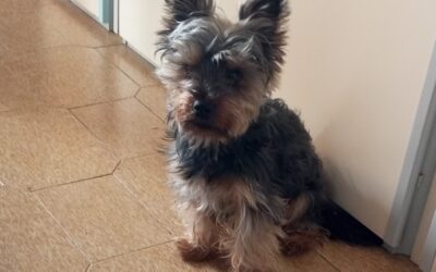 ERA CHIUSO DA UN MESE IN UNA STANZA CON IL PROPRIETARIO IN GRAVI CONDIZIONI DI SALUTE: LE GUARDIE ZOOFILE OIPA DI ALESSANDRIA SALVANO UN CAGNOLINO YORKSHIRE